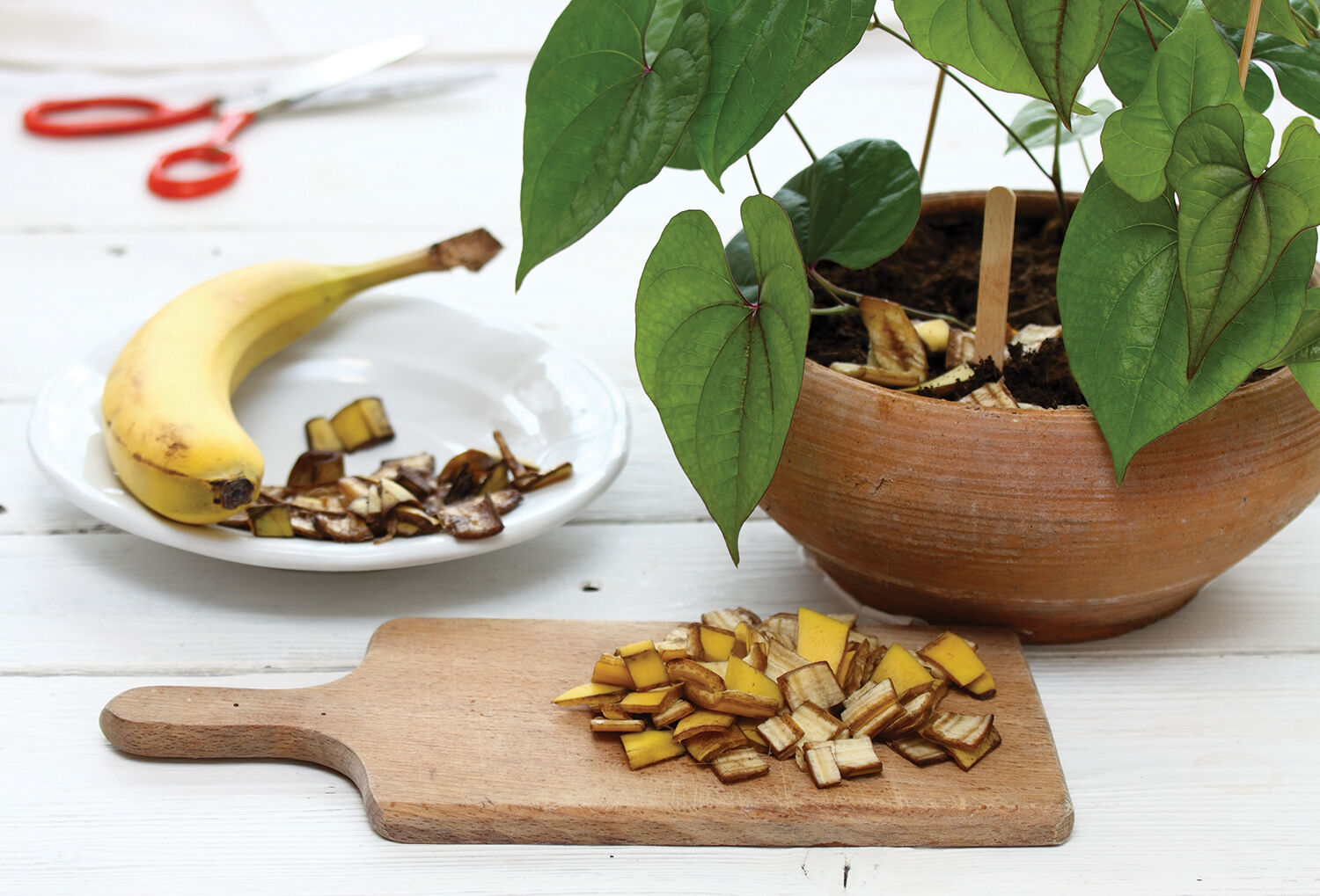 Bananas for soil